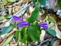 Acanthaceae justicia sonorae flower in the French West Indies Royalty Free Stock Photo