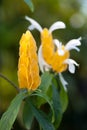 Acanthaceae Pachystachys lutea Royalty Free Stock Photo