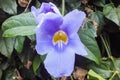 Acanthaceae Purple Flowering Tropical Vine