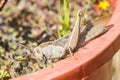 Acanthacris ruficornis grasshopper on the edge of a pot Royalty Free Stock Photo