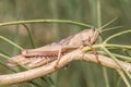 Acanthacris ruficornis Royalty Free Stock Photo