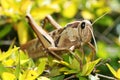 Acanthacris Ruficornis among the leaves of a Variegated Abelia plant.