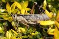 Acanthacris Ruficornis among the leaves of a Variegated Abelia plant.