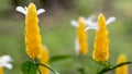 Acanthaeae Shrimp Plant Flower