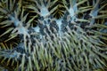 Crown of Thorns Starfish Acanthaster planci