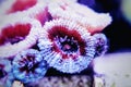 Acanthastrea lordhowensis LPS coral in reef aquarium