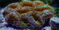 Acanthastrea lordhowensis LPS coral in reef aquarium