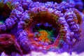 Acanthastrea lordhowensis LPS coral in reef aquarium