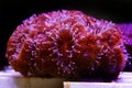 Acanthastrea lordhowensis LPS coral in reef aquarium