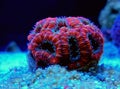 Acanthastrea lordhowensis LPS coral in reef aquarium