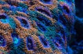 Acanthastrea lordhowensis Royalty Free Stock Photo