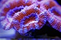 Acanthastrea lordhowensis LPS coral in reef aquarium