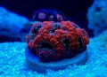 Acanthastrea lordhowensis LPS coral in reef aquarium