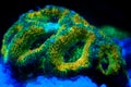 Acanthastrea lordhowensis LPS coral in reef aquarium