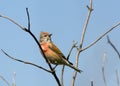 Acanthis cannabina, Linnet Royalty Free Stock Photo