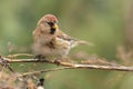 Acanthis flammea - Common Redpoll - male on the dry plant