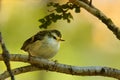 Acanthisitta chloris - Rifleman - titipounamu - endemic bird from New Zealand, small insectivorous passerine bird that is endemic