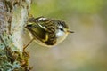 Acanthisitta chloris - Rifleman - titipounamu female - endemic bird from New Zealand, small insectivorous passerine bird that is