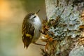 Acanthisitta chloris - Rifleman - titipounamu - endemic bird from New Zealand, small insectivorous passerine bird that is endemic