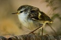 Acanthisitta chloris - Rifleman - titipounamu - endemic bird from New Zealand, small insectivorous passerine bird that is endemic