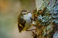 Acanthisitta chloris - Rifleman - titipounamu - endemic bird from New Zealand, small insectivorous passerine bird that is endemic