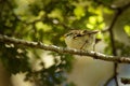 Acanthisitta chloris - Rifleman - titipounamu female - endemic bird from New Zealand