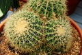 Acanthocalycium violaceum cactus plant