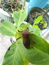 Acanthocephala just hanging around on green leaf Royalty Free Stock Photo