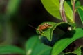 Acanthocoris Scaber on Lush Green Leaf.