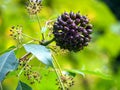 Acanthopanax, Eleutherococcus henryi - siberian ginseng berries