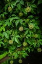 Acanthopanax (Eleutherococcus leucorrhizus) plant with flowers