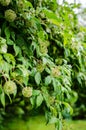 Acanthopanax (Eleutherococcus leucorrhizus) plant with flowers