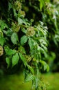 Acanthopanax (Eleutherococcus leucorrhizus) plant with flowers