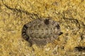 Acanthopleura granulata, West Indian fuzzy chiton Royalty Free Stock Photo