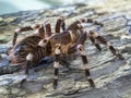 Acanthoscurria geniculata Royalty Free Stock Photo