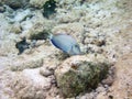 Acanthurus bahianus Royalty Free Stock Photo
