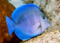 Acanthurus coeruleus Blue Tan Royalty Free Stock Photo