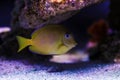 Atlantic blue tang - Acanthurus coeruleus Royalty Free Stock Photo