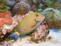 Acanthurus dussimeri Dussimeri Tang Juvenile on reef Royalty Free Stock Photo