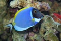 Acanthurus Leucosternon, Tropical fish