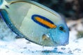 Acanthurus olivaceus - Orange band Surgeonfish