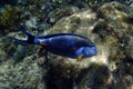 Acanthurus sohal fish Royalty Free Stock Photo