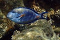 Acanthurus sohal fish Royalty Free Stock Photo