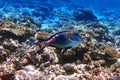 Acanthurus sohal fish Royalty Free Stock Photo