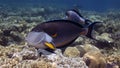 Acanthurus sohal