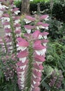 Acanthus spinosus flower in garden Royalty Free Stock Photo