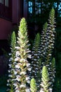 Acanthus hungaricus blossom, Porto, Portugal