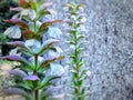 Acanthus hungaricus in focus and unfocus