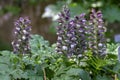 Acanthus hungaricus high flowering plant, herbaceous purple white green flower in bloom on stem
