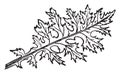 Acanthus Leaf vintage illustration